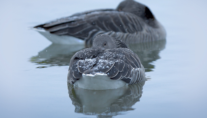 Comptage annuel des oiseaux d'eau